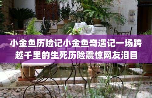 小金鱼历险记小金鱼奇遇记一场跨越千里的生死历险震惊网友泪目