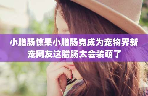 小腊肠惊呆小腊肠竟成为宠物界新宠网友这腊肠太会装萌了