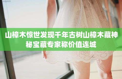 山樟木惊世发现千年古树山樟木藏神秘宝藏专家称价值连城