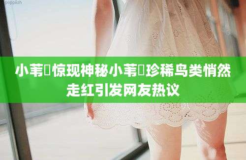 小苇鳽惊现神秘小苇鳽珍稀鸟类悄然走红引发网友热议