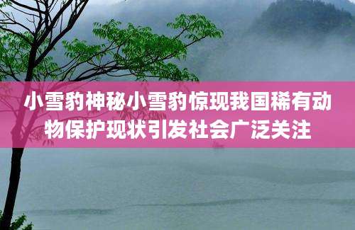 小雪豹神秘小雪豹惊现我国稀有动物保护现状引发社会广泛关注