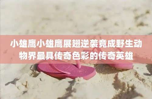 小雄鹰小雄鹰展翅逆袭竟成野生动物界最具传奇色彩的传奇英雄