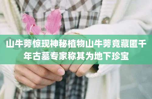 山牛蒡惊现神秘植物山牛蒡竟藏匿千年古墓专家称其为地下珍宝