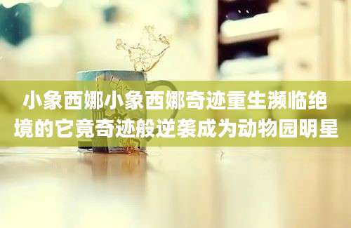小象西娜小象西娜奇迹重生濒临绝境的它竟奇迹般逆袭成为动物园明星