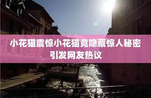 小花猫震惊小花猫竟隐藏惊人秘密引发网友热议