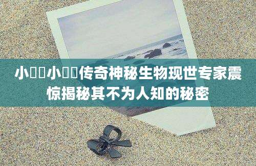 小鷿鷈小鷿鷈传奇神秘生物现世专家震惊揭秘其不为人知的秘密
