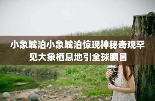 小象城泊小象城泊惊现神秘奇观罕见大象栖息地引全球瞩目