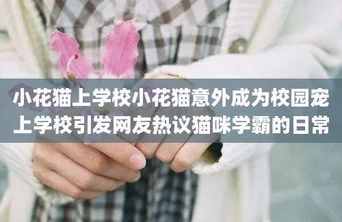 小花猫上学校小花猫意外成为校园宠上学校引发网友热议猫咪学霸的日常