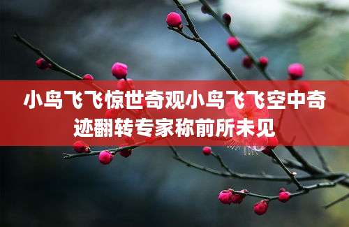 小鸟飞飞惊世奇观小鸟飞飞空中奇迹翻转专家称前所未见